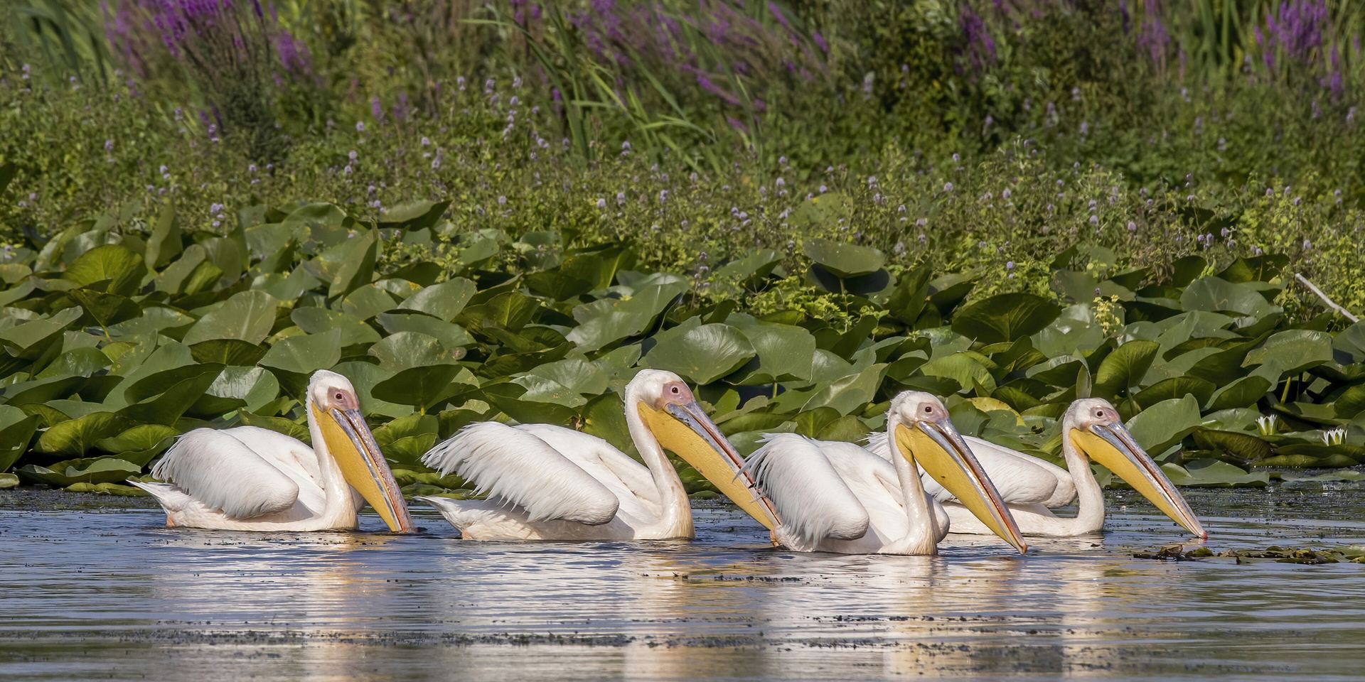 White pelicans taking off in the Danube Delta