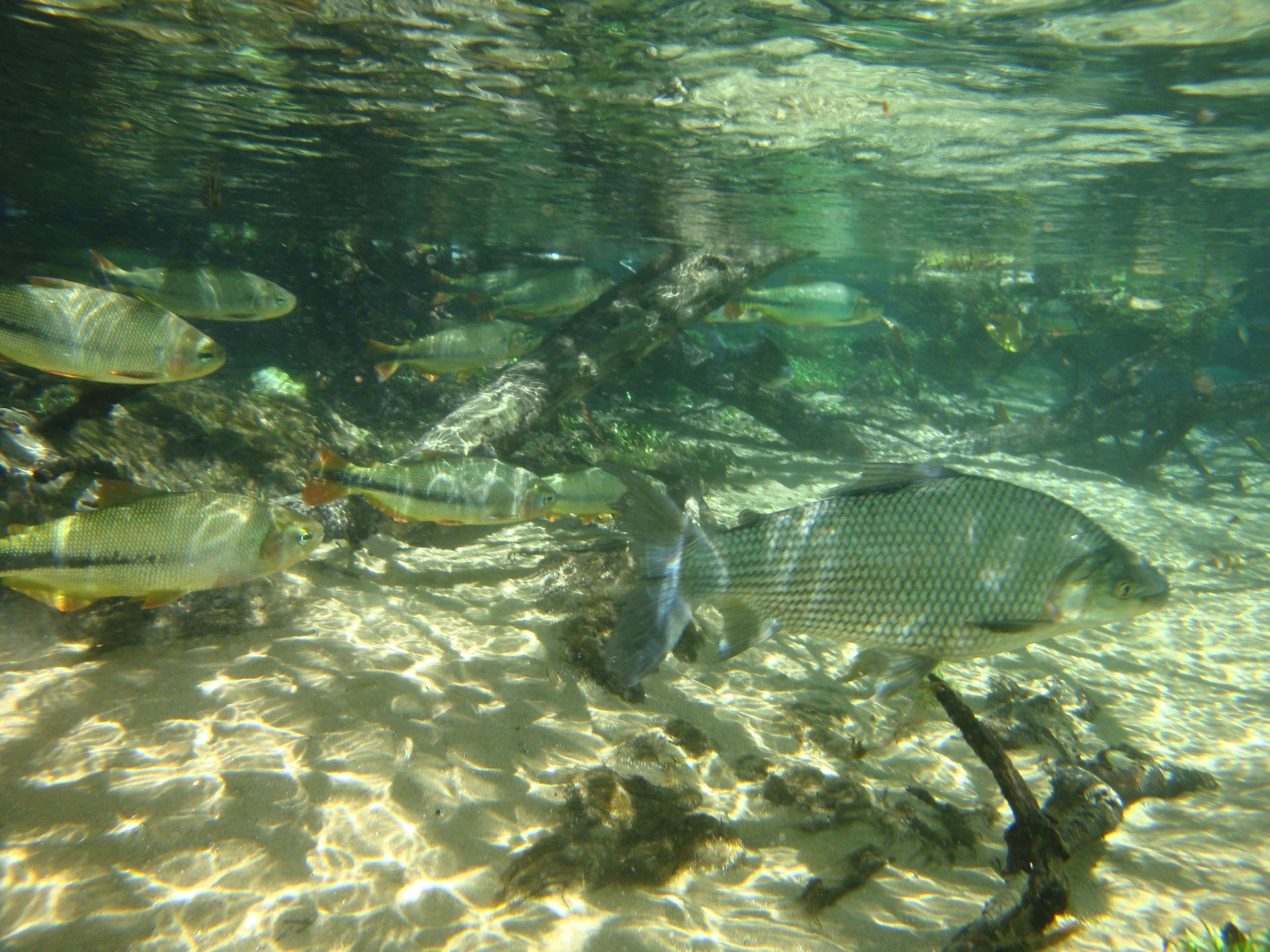 Crystal-clear spring water rising through white sand in the Guaraní recharge region
